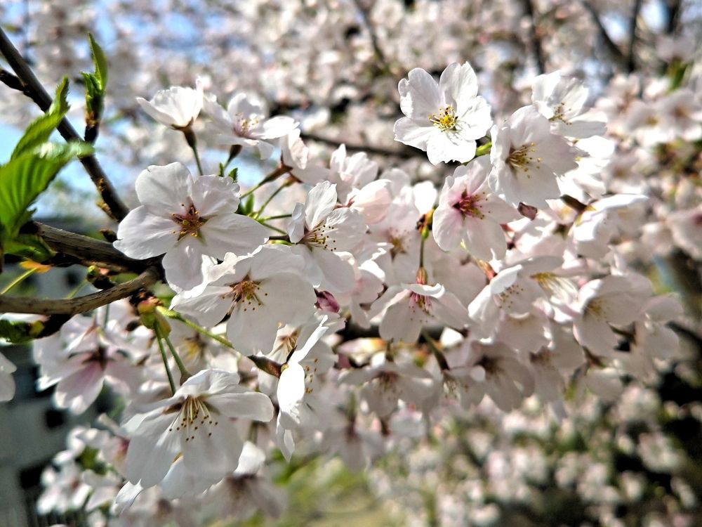 お天気も良く、桜満開の入学式！